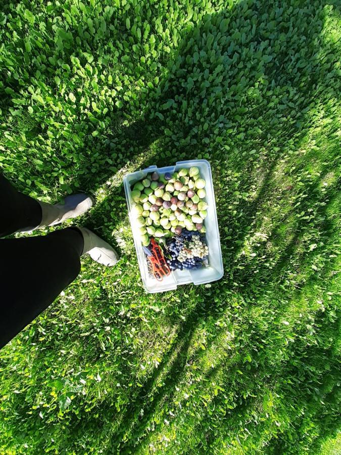 Quinta Da Peca Douro Vinhateiro ヴィラ・レアル エクステリア 写真